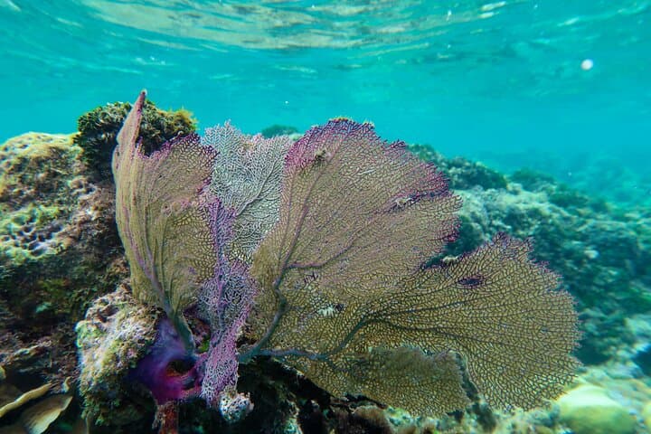 Hol Chan Full-Day Snorkel: Sharks, Rays, Turtles & Hol Chan Reserve photo 6