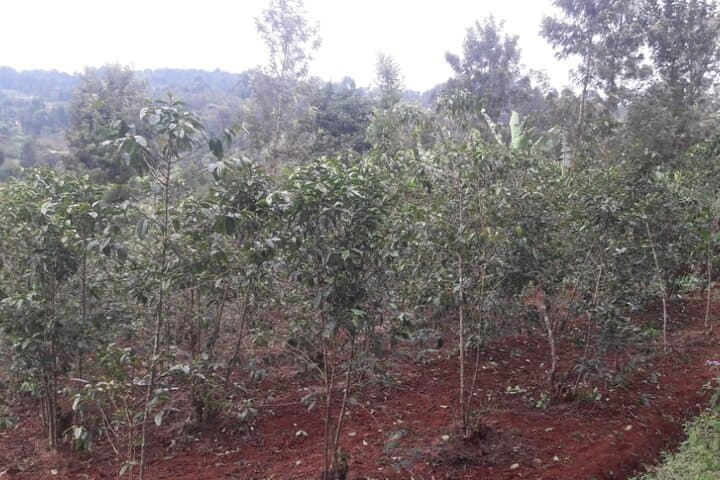 3-Day Coffee & Tea Farm Safari: Kiambethu to Kericho Tea Plantations photo 2