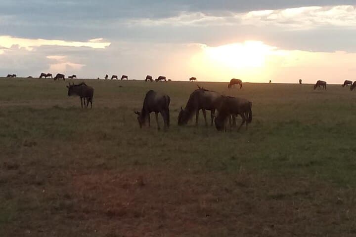 7-Day Kenyan Safari: Samburu, Ol Pejeta, Hells Gate & Maasai Mara photo 2