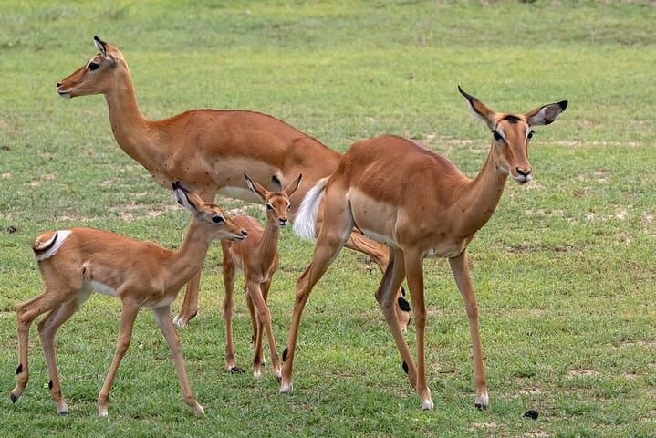 4-Day Taste of Wildlife: Serengeti, Ngorongoro & Lake Manyara Safari photo 3