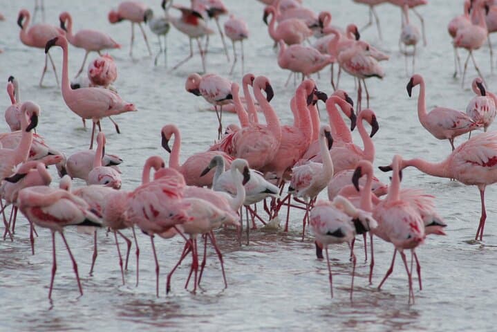 Epic 6-Day Northern Tanzania Safari: Serengeti, Ngorongoro, Tarangire & Lake Manyara photo 2