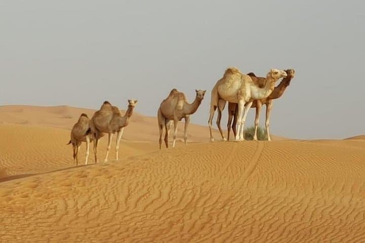 Private Morning Desert Safari in Dubai — Red Dune Bashing, Sandboarding & Quad Bikes photo 2