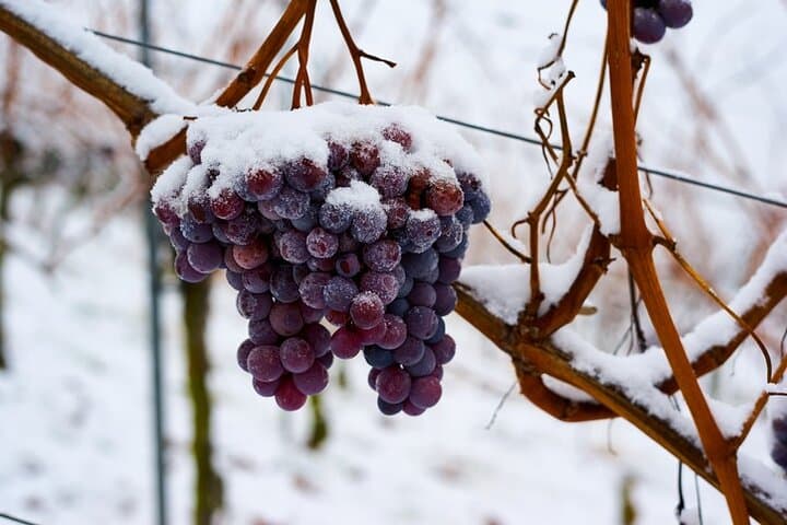 East Kelowna Wine Tour: Classic 4-Winery Tasting in the Okanagan Valley photo 3