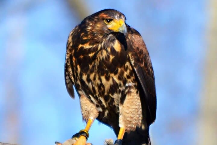 Colorado Springs Hands-On Falconry Class: Beginner Falconry Lesson with Hawks, Falcons & Owls photo 5