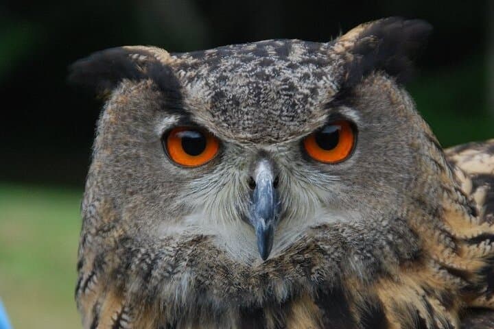 Colorado Springs Hands-On Falconry Class: Beginner Falconry Lesson with Hawks, Falcons & Owls photo 6
