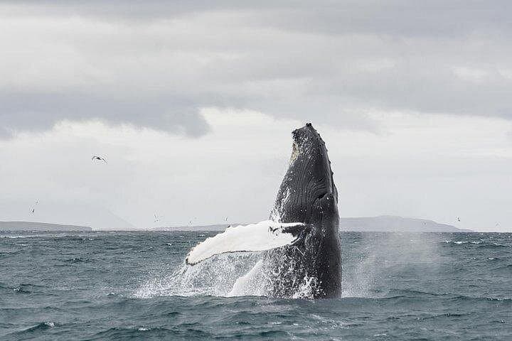 Whale Watching from Downtown Akureyri: Humpbacks of Eyjafjordur photo 3