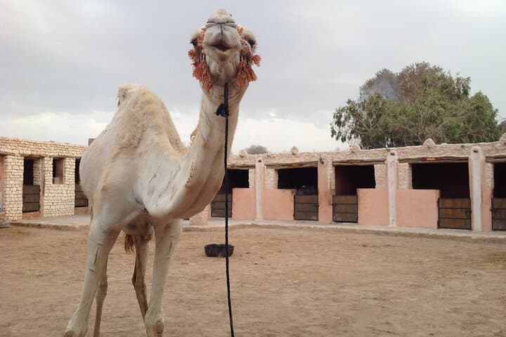 Essaouira Beach Camel Ride and Overnight in a Berber Camp photo 4