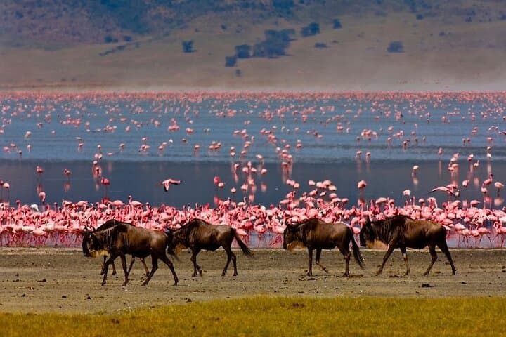 3-Day Private Budget Safari to Serengeti & Ngorongoro Crater — Camping Game-Drive Adventure photo 2