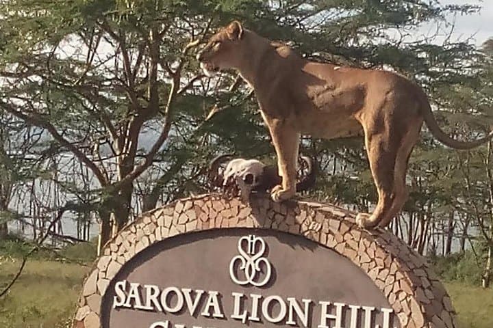 6-Day Luxury Safari: Lake Nakuru & Maasai Mara - Flamingos, Rhinos & Big Five photo 2