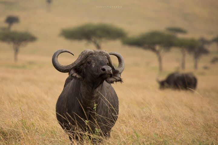 6-Day Safari: Maasai Mara, Lake Nakuru & Hells Gate — From Nairobi photo 2