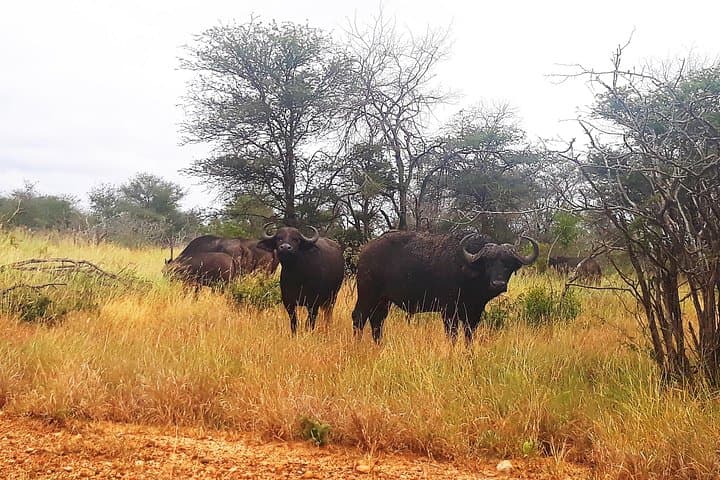3-Day Kruger National Park Safari: Open Truck Game Drives & Panorama Route photo 1