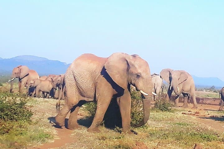 3-Day Kruger National Park Safari: Open Truck Game Drives & Panorama Route photo 4