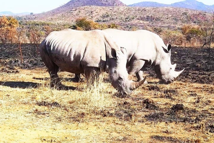 Full-Day Pilanesberg Safari: Open-Truck Game Drive to See the Big Five
