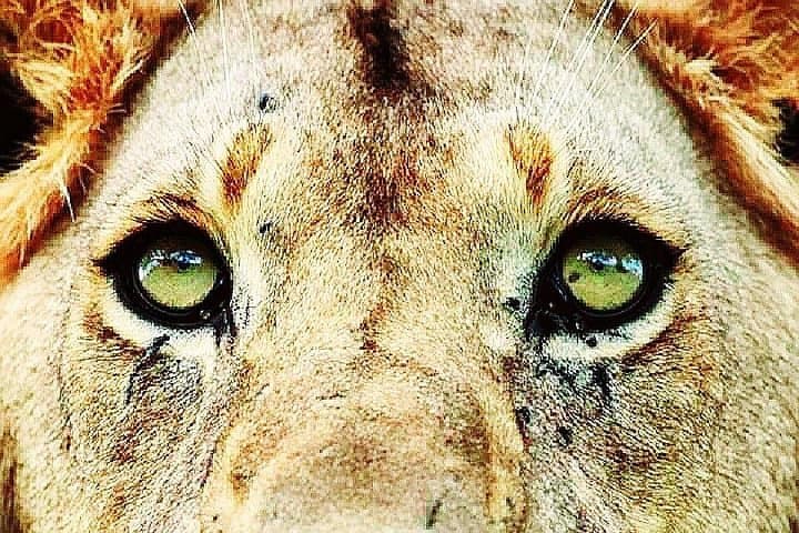 Half-Day Lion Safari Park Tour Near Pretoria — Get Close to White Lions & Big Cats