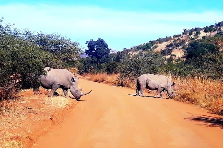 Pilanesberg National Park Open Safari & Sun City Day Tour