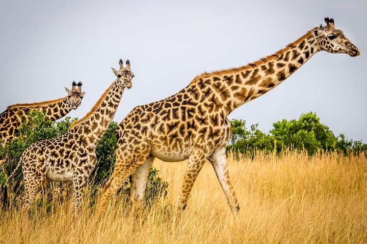 3-Day All-Inclusive Masai Mara Safari from Nairobi — Big Five & Migration Experience photo 4