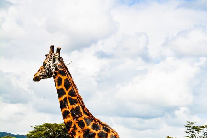 3-Day All-Inclusive Masai Mara Safari from Nairobi — Big Five & Migration Experience photo 3