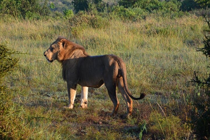 3-Day All-Inclusive Masai Mara Safari from Nairobi — Big Five & Migration Experience photo 5