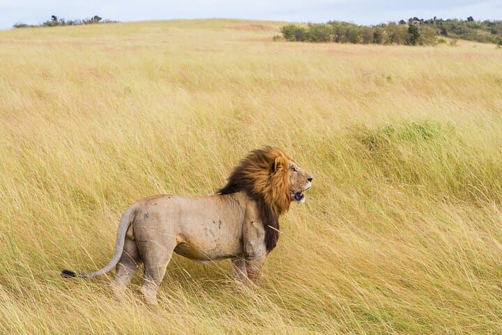 3-Day All-Inclusive Masai Mara Safari from Nairobi — Big Five & Migration Experience photo 6