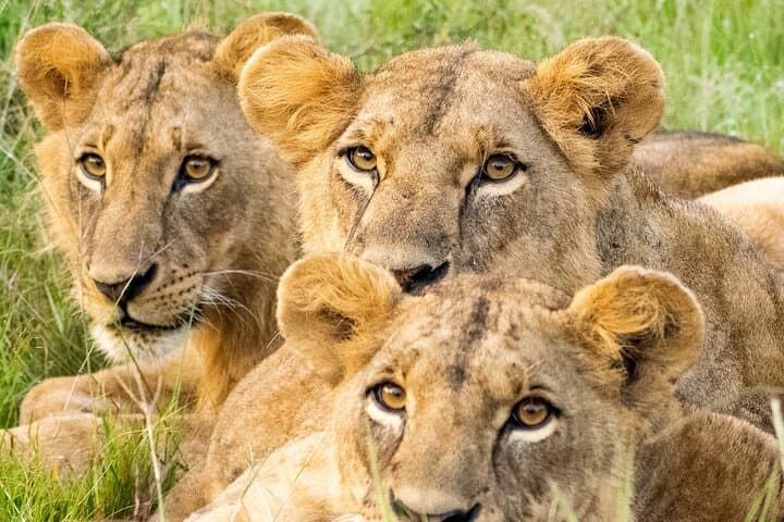 3-Day All-Inclusive Masai Mara Safari from Nairobi — Big Five & Migration Experience