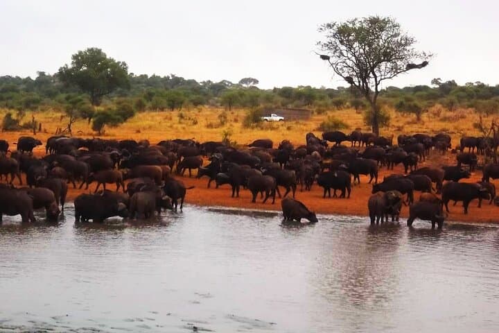 4-day-Kruger-National-Park-safari-Big-Five-and-Panorama-Route