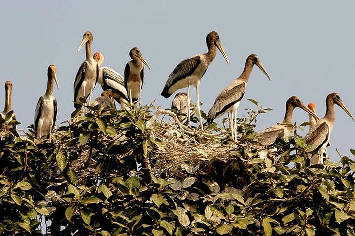 Prek Toal Bird Sanctuary Day Trip from Siem Reap — Tonle Sap Birding Cruise photo 3