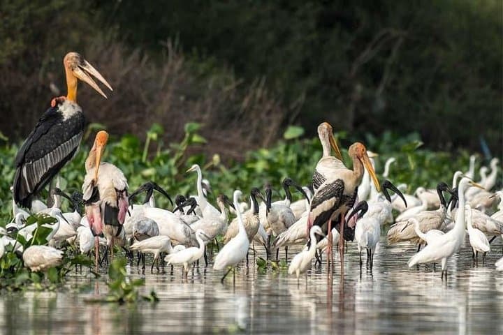 Prek Toal Bird Sanctuary Day Trip from Siem Reap — Tonle Sap Birding Cruise photo 2