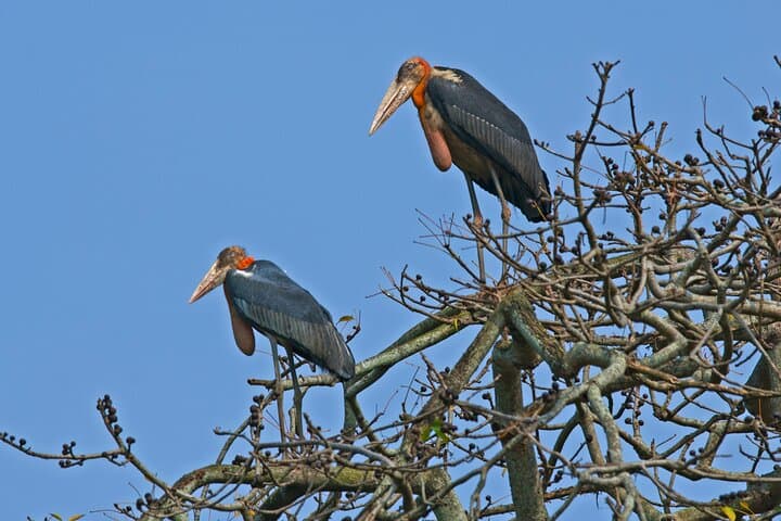 Prek Toal Bird Sanctuary Day Trip from Siem Reap — Tonle Sap Birding Cruise photo 4