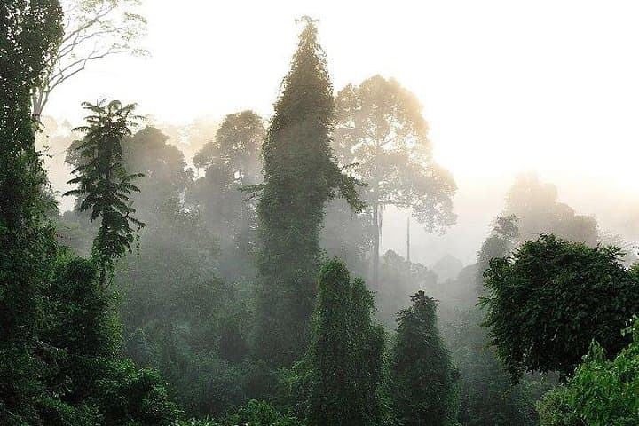 3-Day Tabin Wildlife Reserve Adventure: Borneo Rainforest Wildlife & Mud Volcano photo 2
