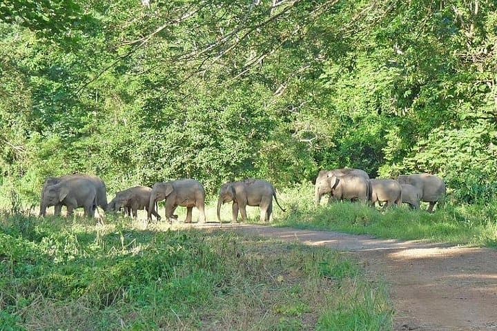 3-Day Tabin Wildlife Reserve Adventure: Borneo Rainforest Wildlife & Mud Volcano photo 3