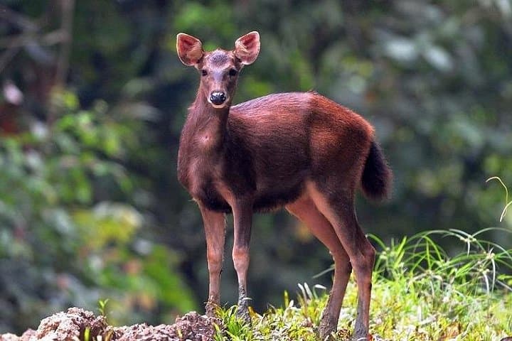 3-Day Tabin Wildlife Reserve Adventure: Borneo Rainforest Wildlife & Mud Volcano photo 4