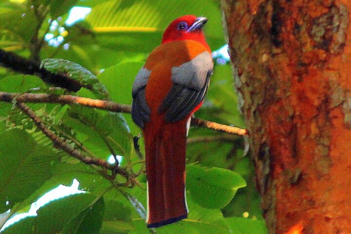 Birding Upper Assam & Eastern Arunachal: Namdapha, Mishmi Hills & Dibru Saikhowa photo 4