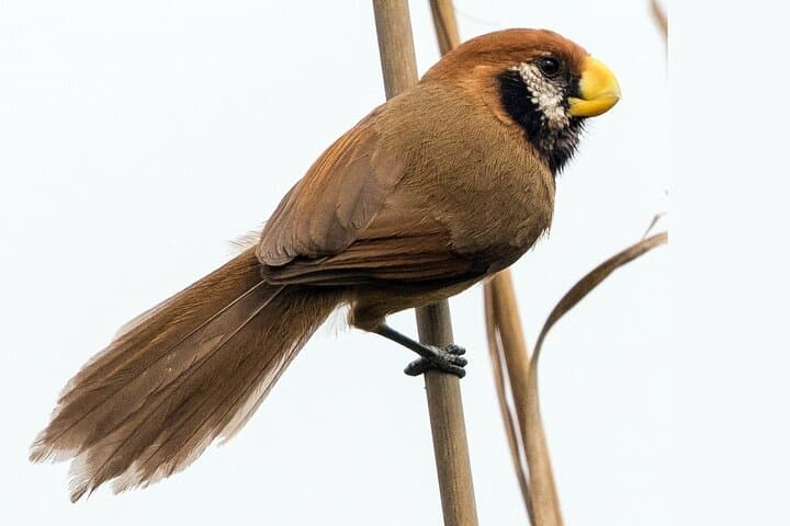 Birding Upper Assam & Eastern Arunachal: Namdapha, Mishmi Hills & Dibru Saikhowa