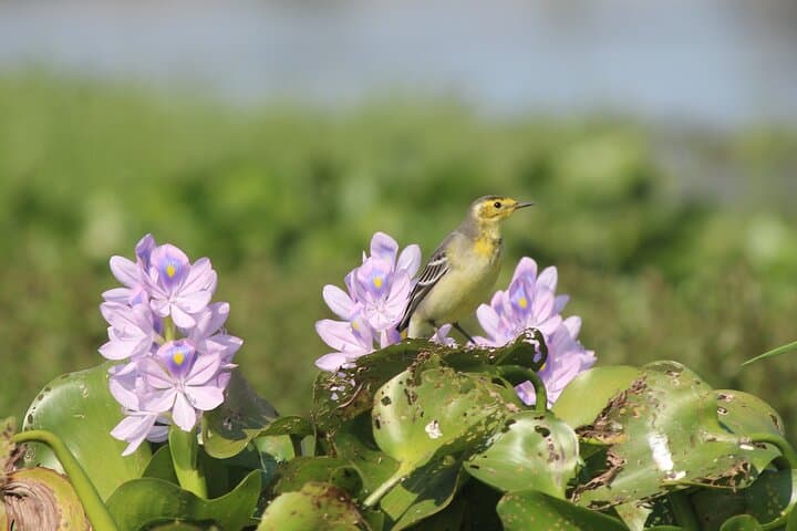 Birding Upper Assam & Eastern Arunachal: Namdapha, Mishmi Hills & Dibru Saikhowa photo 6