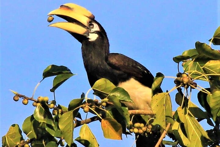 Birding Upper Assam & Eastern Arunachal: Namdapha, Mishmi Hills & Dibru Saikhowa photo 3