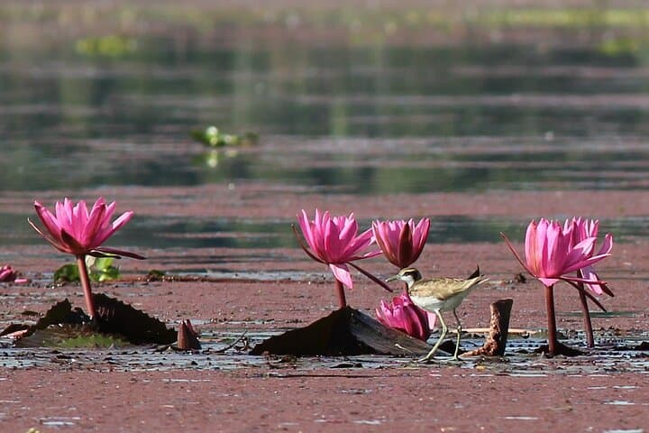 Birding Upper Assam & Eastern Arunachal: Namdapha, Mishmi Hills & Dibru Saikhowa photo 5