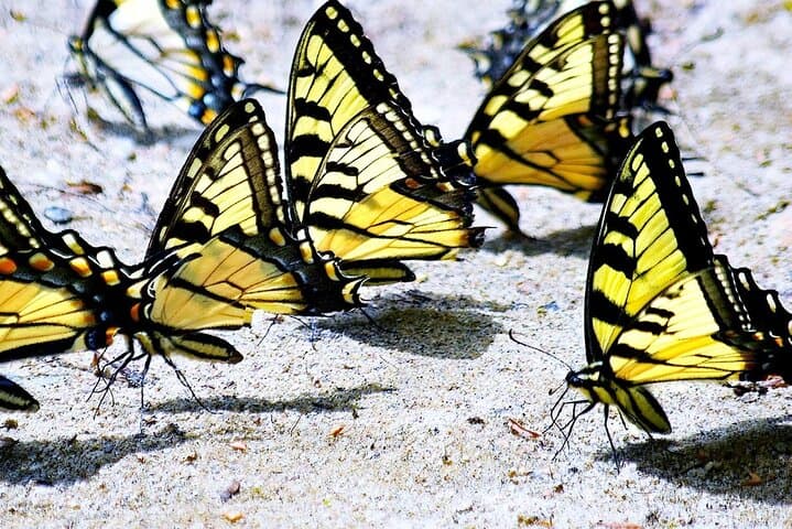 Dubai Butterfly Garden — Inside the World's Largest Indoor Butterfly Habitat photo 5