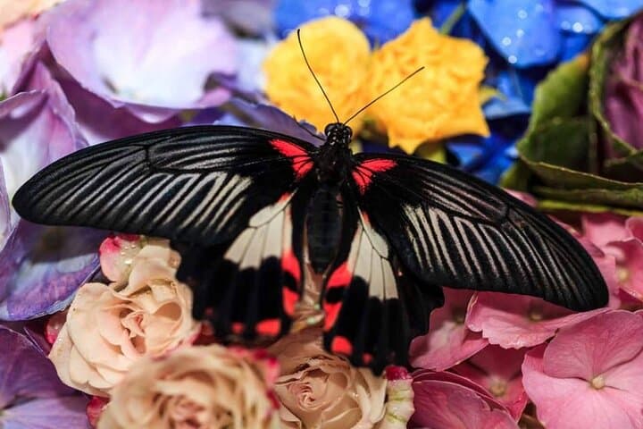 Dubai Butterfly Garden — Inside the World's Largest Indoor Butterfly Habitat photo 4