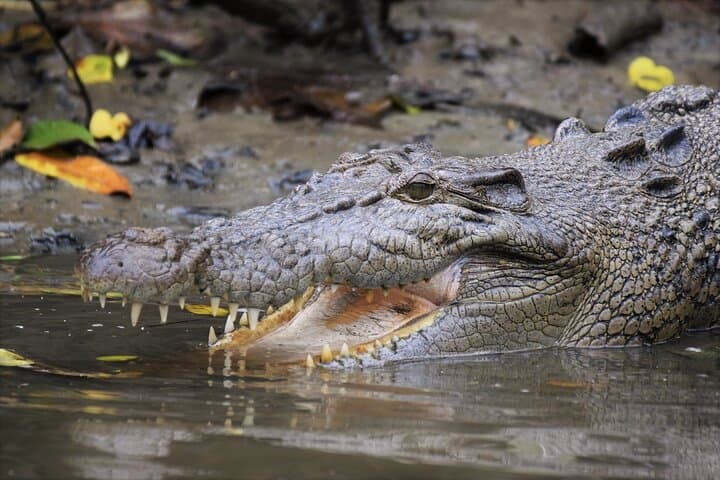 Daintree River Wildlife Cruise: Ultimate Rainforest Experience Guide photo 3