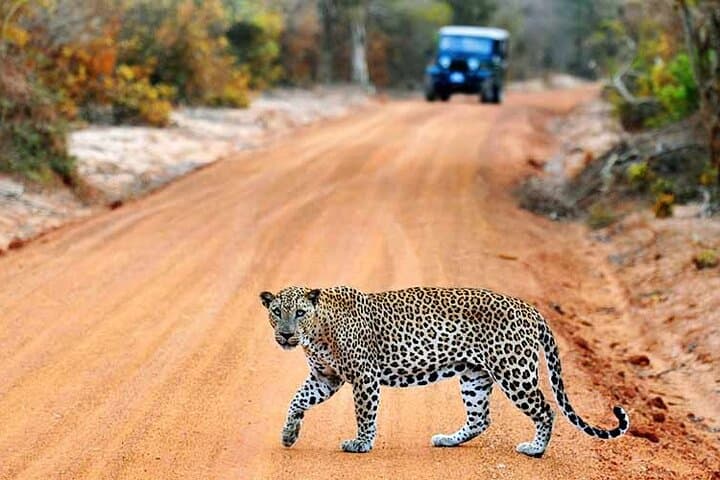 Half-Day Yala Safari: Leopard Sightings, Elephants & Birding Tips