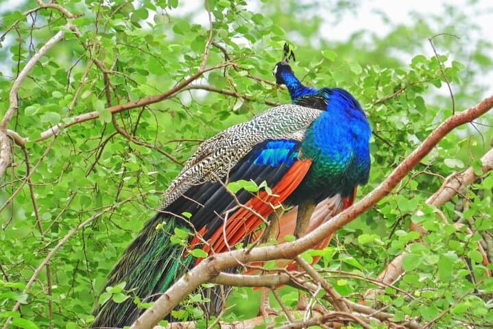 Half-Day Yala Safari: Leopard Sightings, Elephants & Birding Tips photo 3