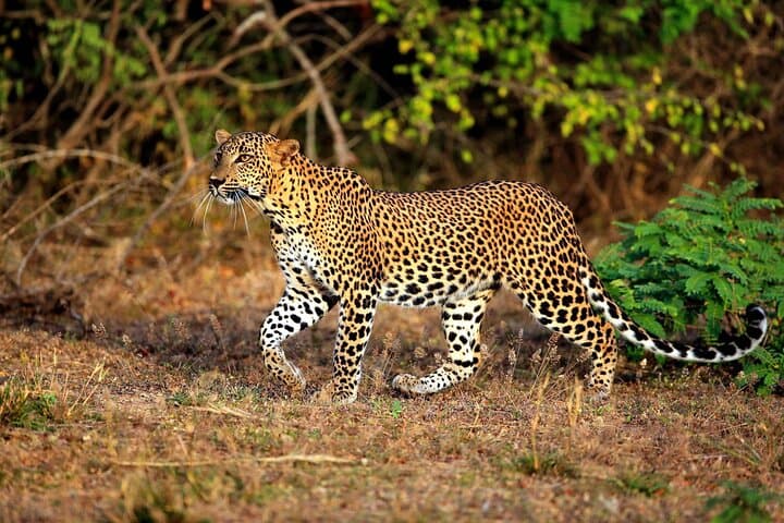 Half-Day Yala Safari: Leopard Sightings, Elephants & Birding Tips photo 4