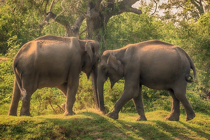Half-Day Yala Safari: Leopard Sightings, Elephants & Birding Tips photo 5