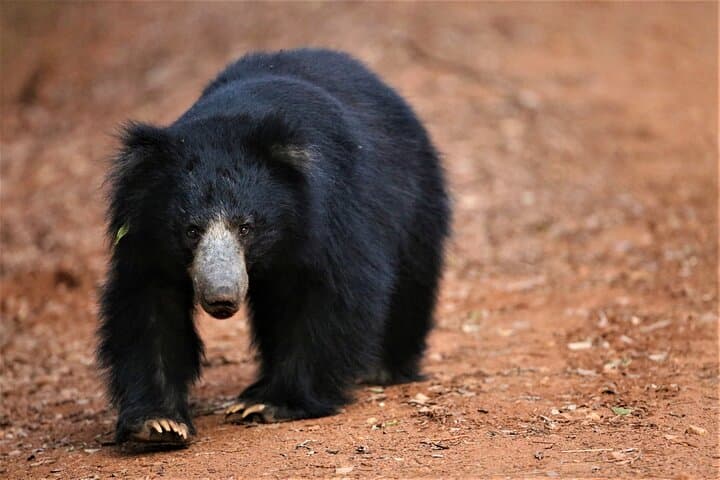 Half-Day Yala Safari: Leopard Sightings, Elephants & Birding Tips photo 6