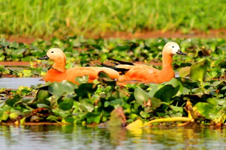 Birding Upper Assam & Eastern Arunachal: Namdapha, Mishmi Hills & Dibru Saikhowa photo 2