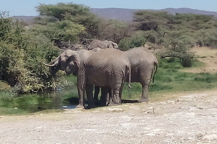 5-Day Samburu & Meru Safari: Wildlife, Migration and Adamson Legacy photo 2
