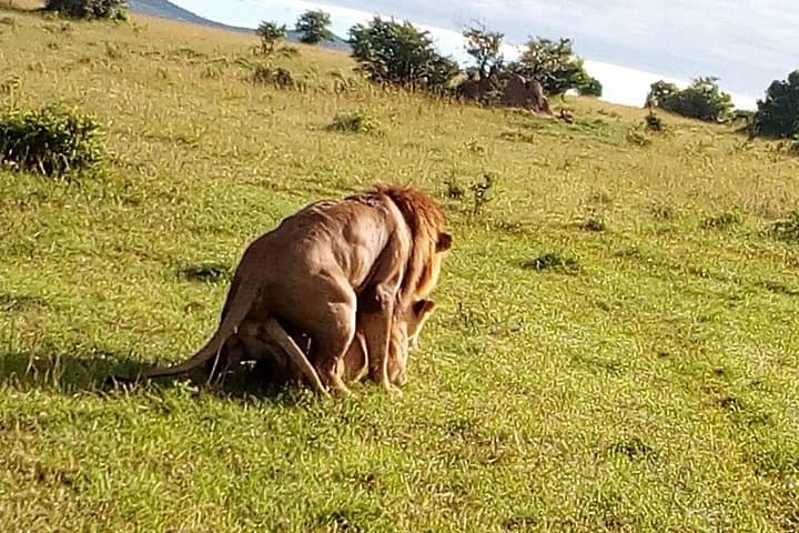 5-Day Safari: Lake Naivasha, Hells Gate & Maasai Mara Wildlife Experience photo 2