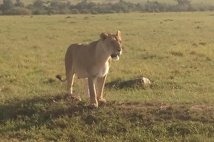 4-Day Maasai Mara Safari: Big Five, Mara River Crossings & Serena Lodge photo 2