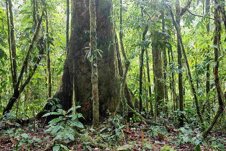 11-Day Colombia: Amazon Jungle to Pacific Whale-Watching Adventure photo 5