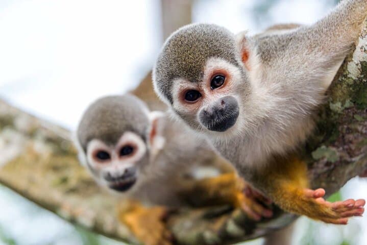 11-Day Colombia: Amazon Jungle to Pacific Whale-Watching Adventure photo 6